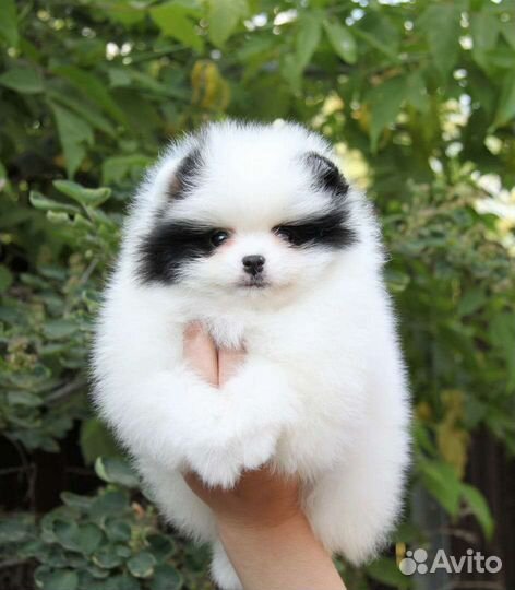 Померанский шпиц щенки в большом выборе