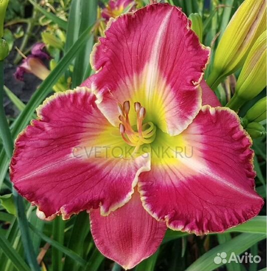 Лилейник Дюшес