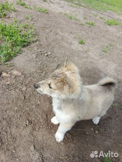Щенки зсл