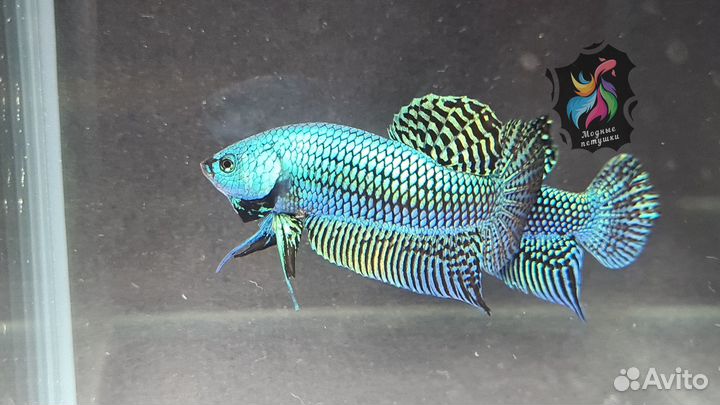 Рыбка петушок. Alien Betta Green Hybrid