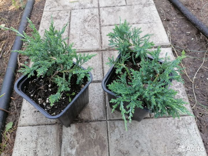 Можжевельник