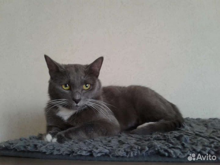 Кошка ищет дом