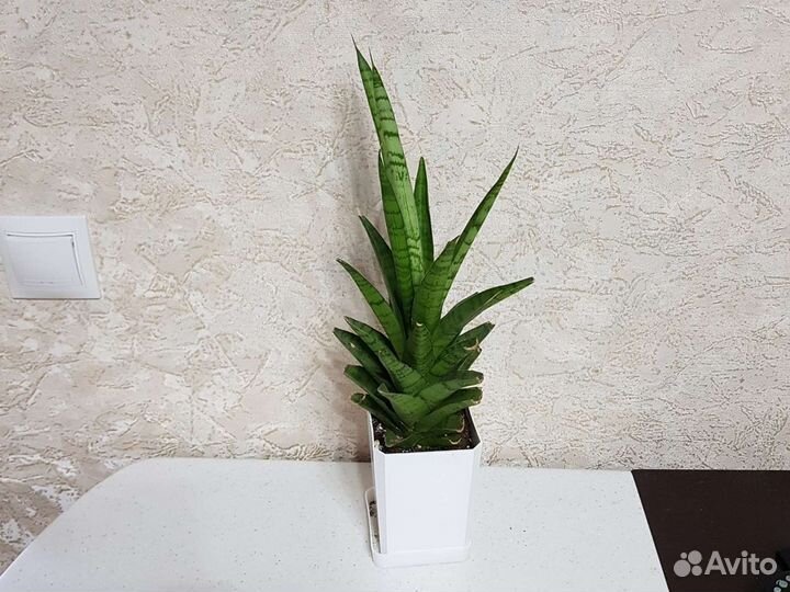 Сансеверия габриэлла