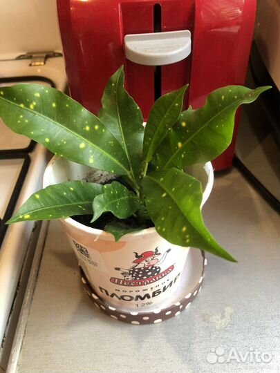 Аукуба Японская (золотое дерево)