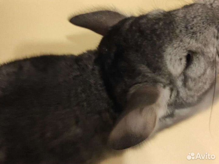 Шиншилла, серый стандарт