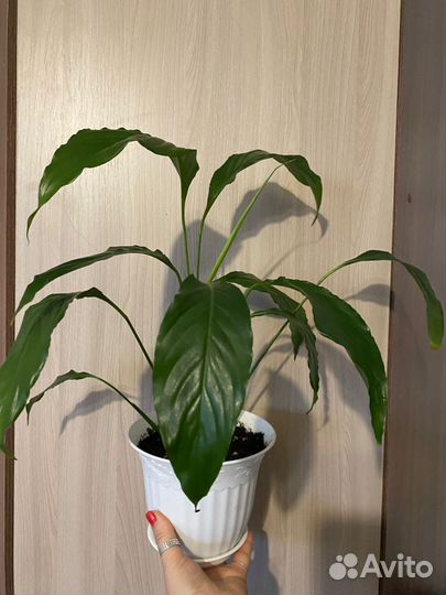 Цветок женское счастье