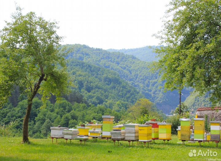 2024 Мед натуральный из Алтая опт