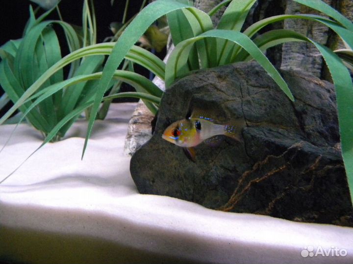 Белый песок для аквариума 20 кг