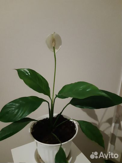 Спатифиллум