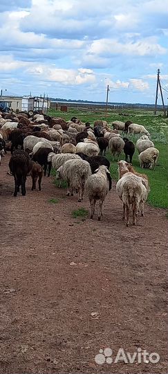 Овцы
