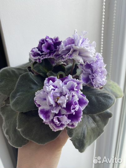 Фиалки детки, стартеры, листики