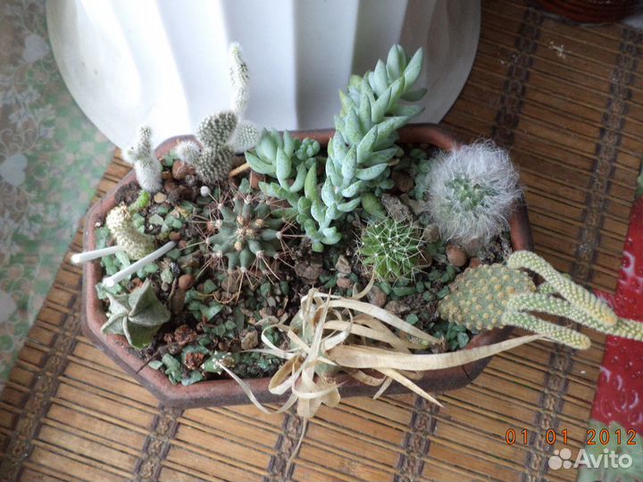 Кактусы