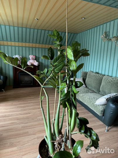 Замиокулькас