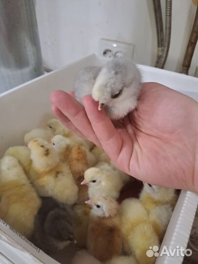Цыплята несушки