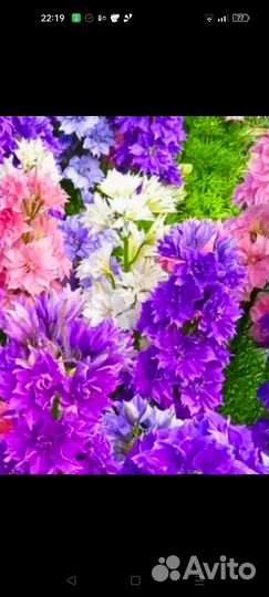 Дельфиниум гиацинтовый