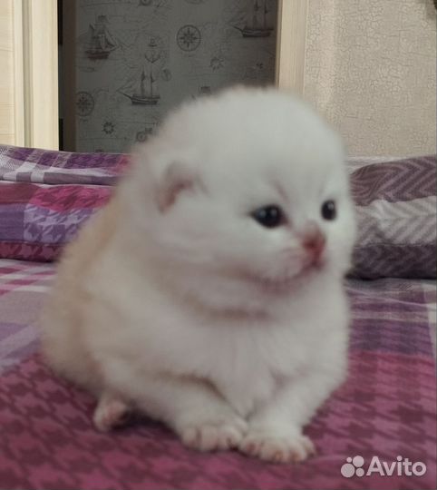 Шотландский котик