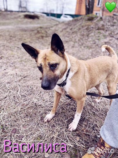 Собака из приюта. Василисе очень нужен дом