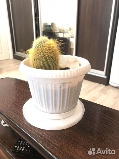 Кактус декоративный