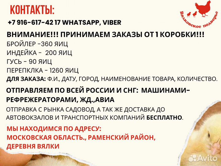 Инкубационное яйцо бройлера