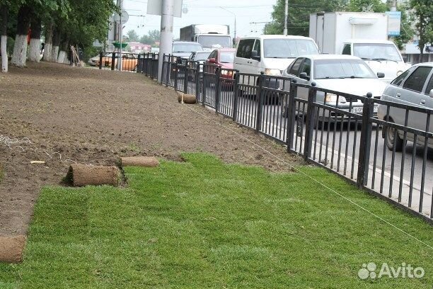 Рулонный газон Орел (доставка, укладка )