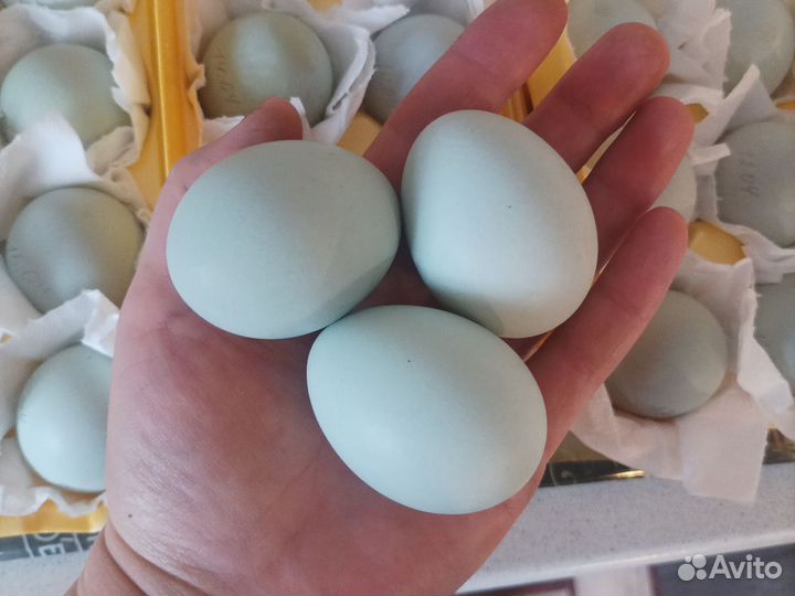 Инкубационное яйцо пород ухейлюй,марана,брама