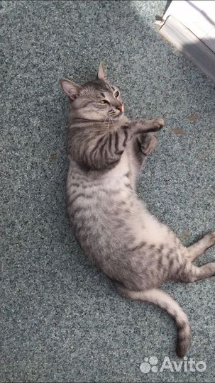 Котик стерилизованный