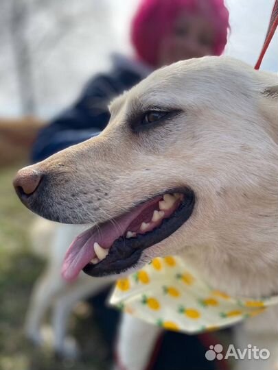 Красавец Сахар ждёт хозяина