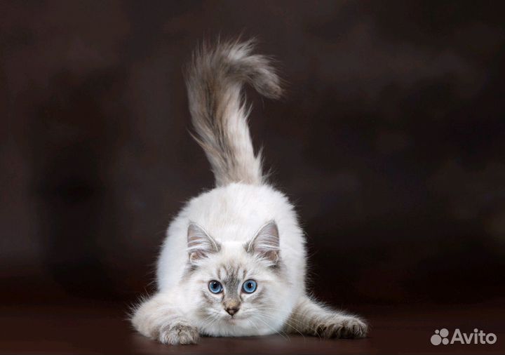 Котята невские