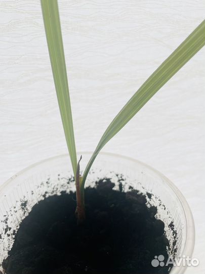 Финиковая пальма