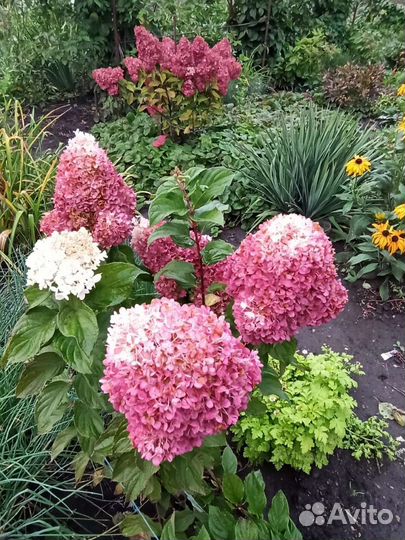 Гортензия метельчатая