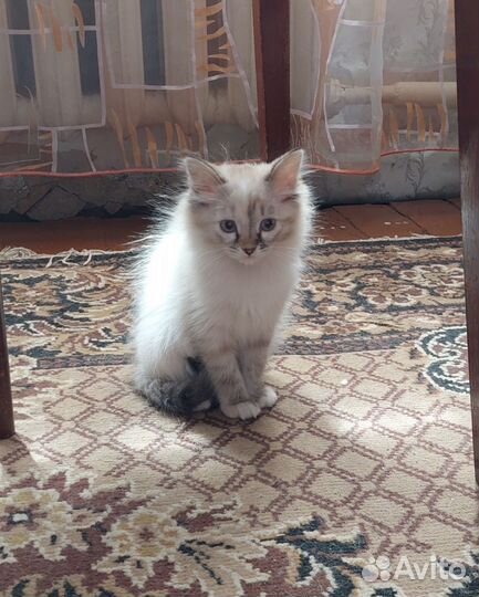 Пушистая кошечка в добрые руки