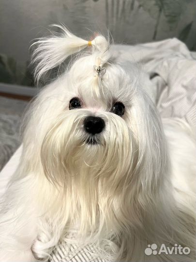 Мальтезе вязка