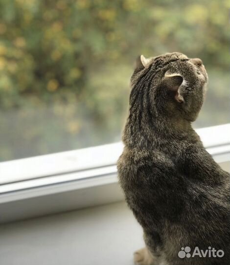 Отдам кота в добрые руки