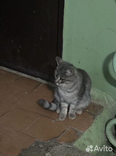 Кошка