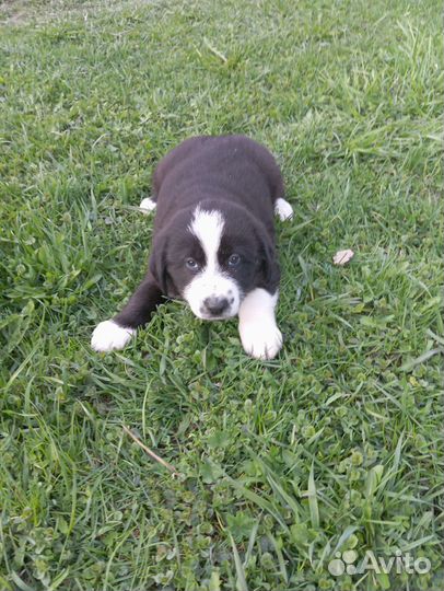 Смесь овчарки и алабая