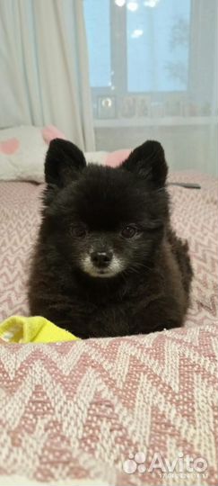 Мини шпиц вязка девочка