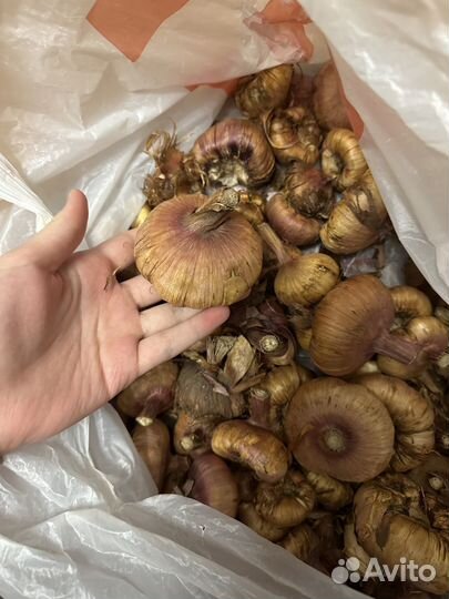 Гладиолусы ассорти