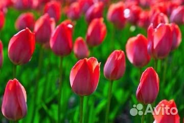 Тюльпаны оптом и в розницу