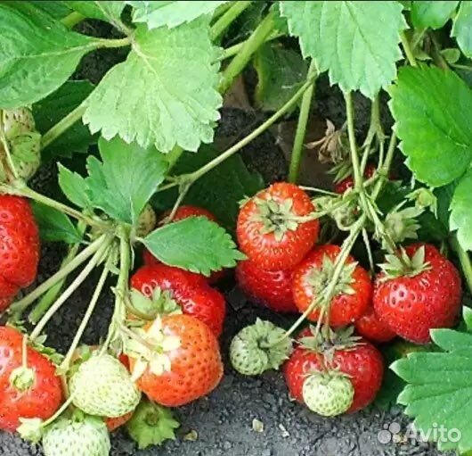 Рассада клубники