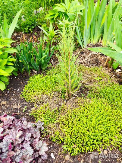 Почво покровное очиток