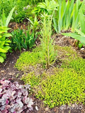 Почво покровное очиток