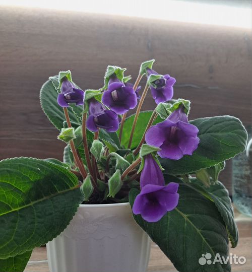 Глоксиния тидея