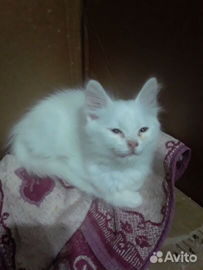 Отдам котят