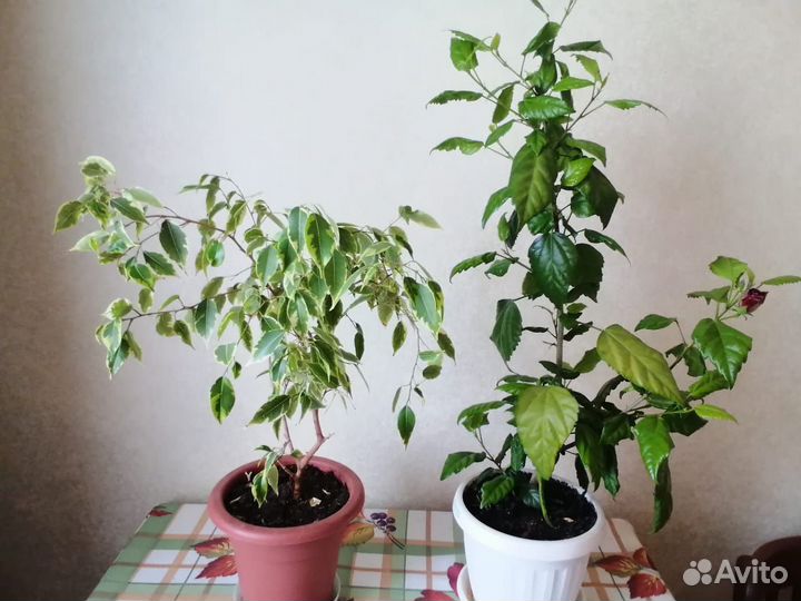 Комнатные растения цветы китайская роза и фикус