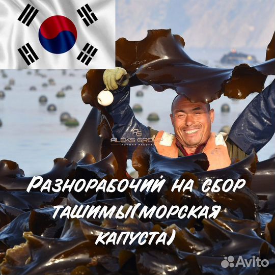 Работа в Южной Корее/Сбор морской капусты(ташима)