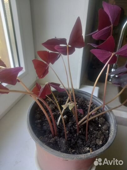 Комнатные цветы