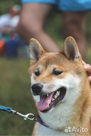 Случка Сиба Ину