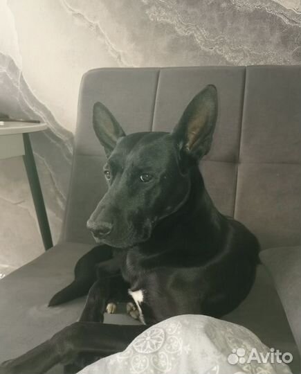 Бельгийская овчарка малинуа