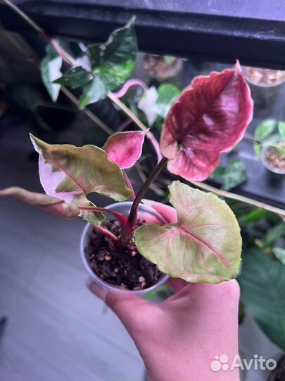 Клубничный лед