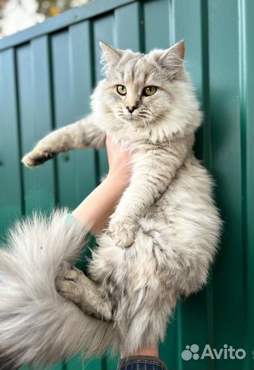Кошка в дар